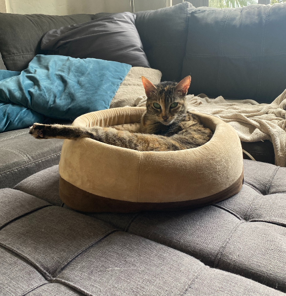 Say Hello to CJ's Furry Friends Volume One